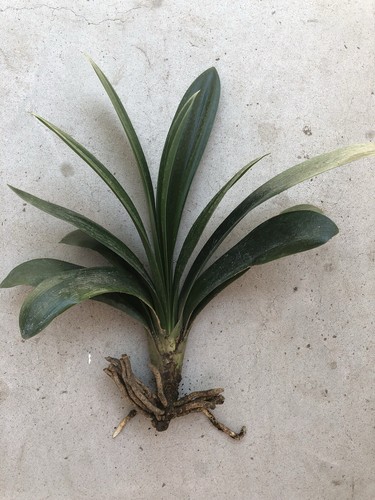 Clivia miniata bush lily - clivia,