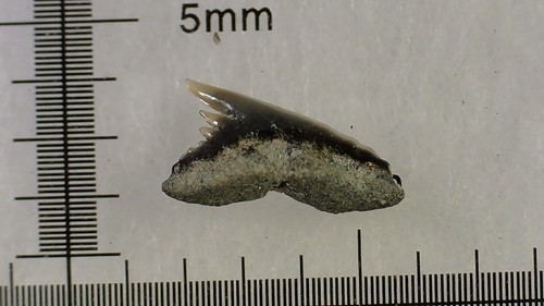 Shark tooth dent requin - de,