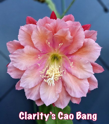 Rare epiphyllum clarity - -,