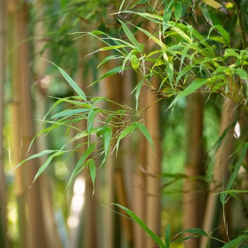 Fargesia papyrifera grex - papyrifera, 'grex'