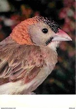 Animals - Birds - Exotic Birds - Dotted Sparrow - CPM - See Scans Rec