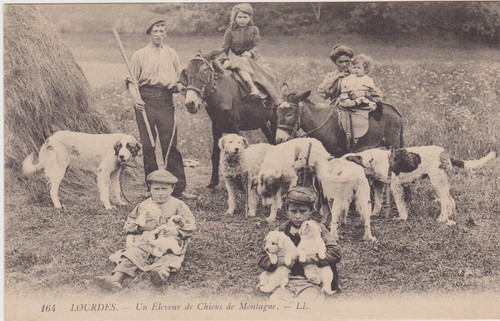 Lourdes eleveur chiens - de,