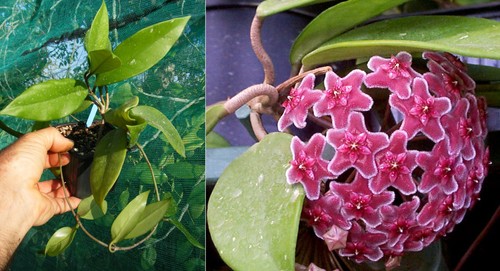 Hoya pubicalix silver - silver, pink