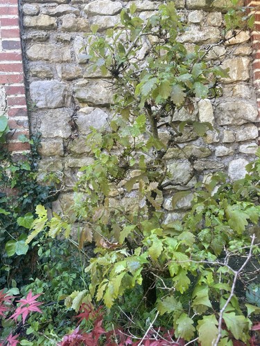 Yamadori grand chêne - yamadori, 🍃