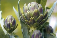 35 Graines d'Artichaut -
