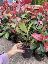 Photinia Red Robin – plant