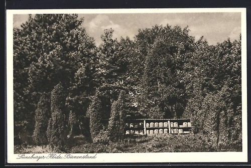 Carte postale ruches dans - carte,