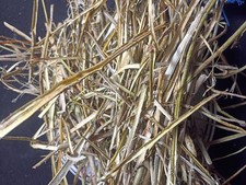 red willow bark (Red Osier