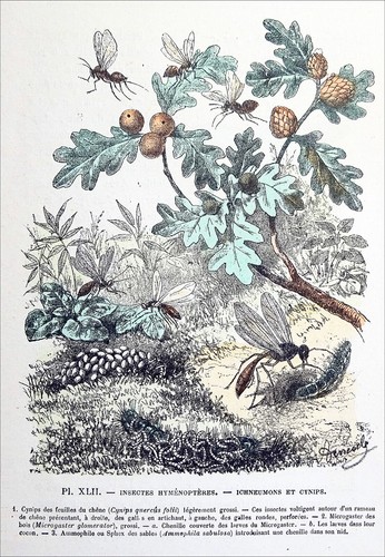 Entomologie cynips du - entomologie,
