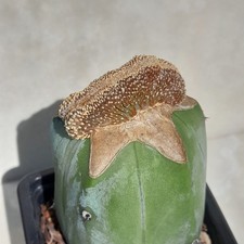 Geohintonia Mexicana Cristata