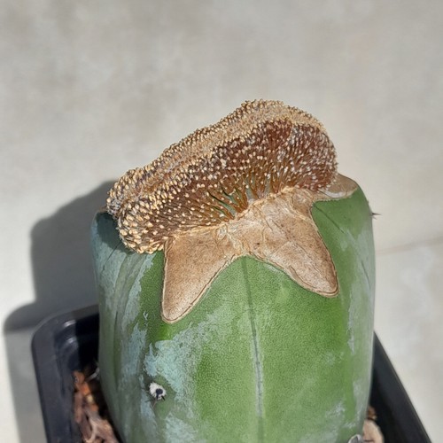 Geohintonia mexicana cristata - geohintonia,