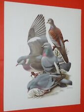 1950-1960 HEPATIOR TURTERELLE PIGEON RAMIER BISET COLOMBIN ADVERTISING BOARD