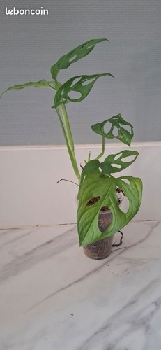 Monstera adansonii bouture - , 64