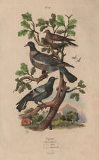 Common wood pigeon. Rock dove.European Turtle dove.Ramier Biset Tourterelle 1833