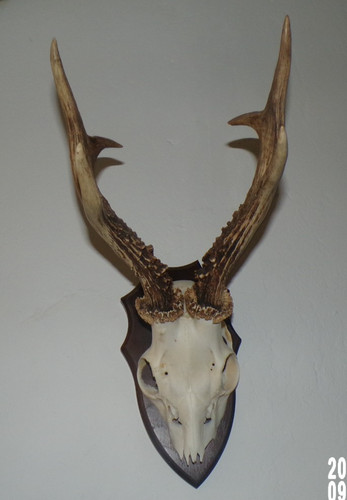 Trophee chasse massacre - trophee,
