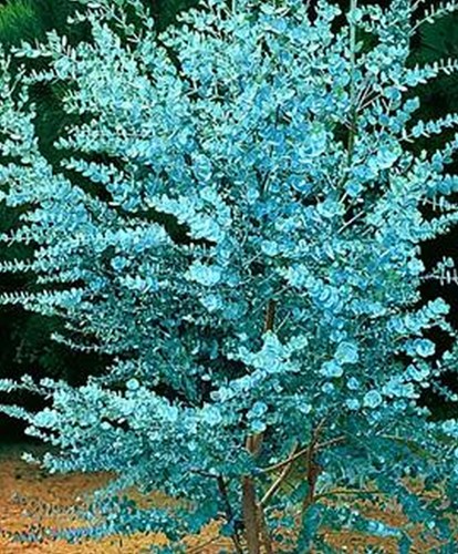 Eucalyptus baby blue - eucalyptus,