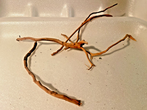 Racines araignée 12cm - 4,