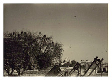 India, Muttra, Vultures, Vintage Print, 1949 Photo Taken by Henri LestoquoyAt