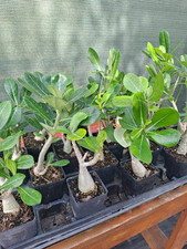 10 Adenium Obesum desert rose seedlings Rosa Del Desierto US SELLER