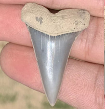 Carcharodon hastalis Extinct