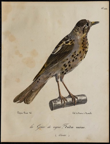 1830 grive musicienne - 1830,