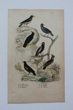 Gravure OISEAUX milieu XIXè -