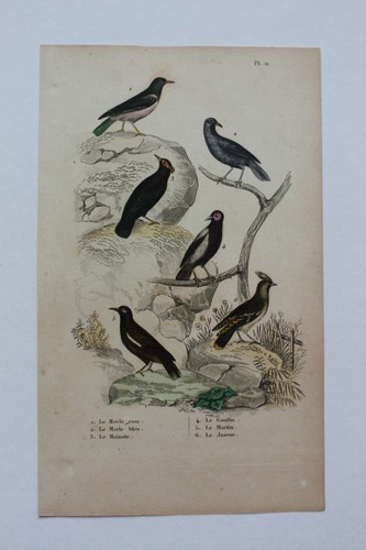 Gravure oiseaux milieu xixè - gravure,