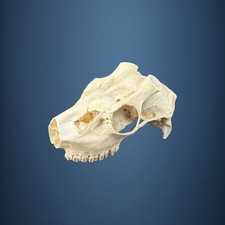 580KU Crane de cerf, bois de