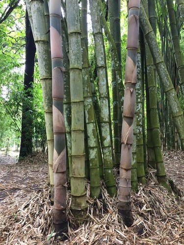 Graines dendrocalamus asper - graines,