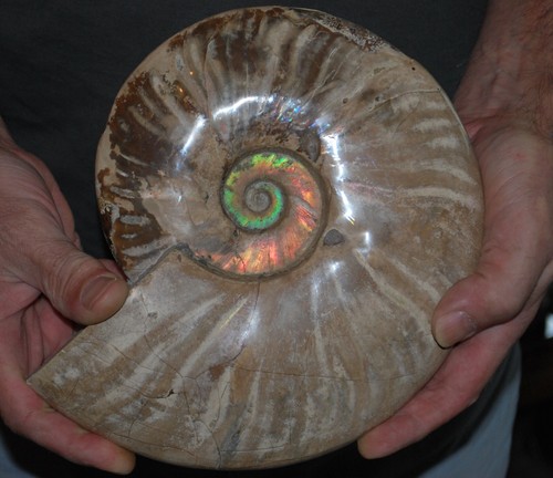 Ammonite nacrée cleoniceras - ammonite,