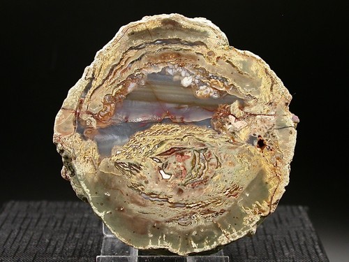 Grande lithophyse esterel - grande,