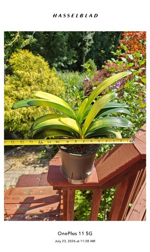Twin lob clivia plants - lob,