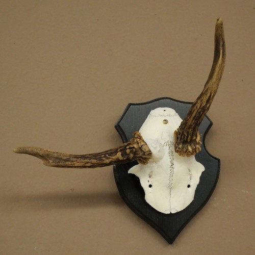Rehbock abnorme chevreuil - abnorme,