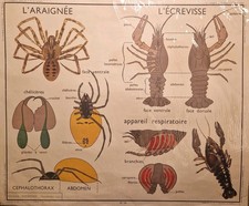 Ancienne Affiche scolaire