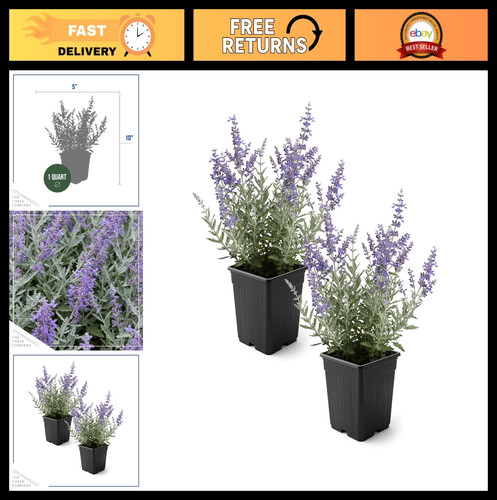 Pack live russian sage - pack,