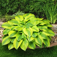 Hosta Tubercule Feuilles