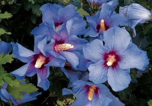 Hibiscus syriacus oiseau bleu - hibiscus,