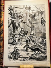 Paul Meyerheim aviary dime beak pepper eater Berlin steel engraving engraving