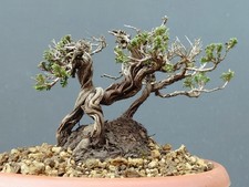 Bonsaï de thym 14 x 11 cm en