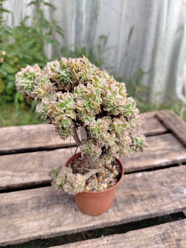 Aeonium sunburst cristata - aeonium,