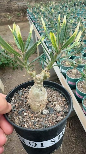 Succulent plant pachypodium - succulent,