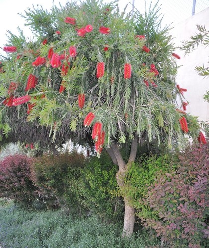 Lot graines callistemon - lot, 50