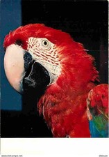 Animals - Birds - Parrots - Exotic Birds - Macau Macaw - CPM - See Scan
