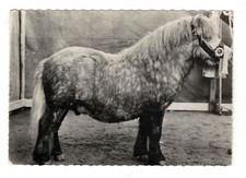 animal horse pure breed dutch shetland poney reinrassig rppc advert medic AR1956