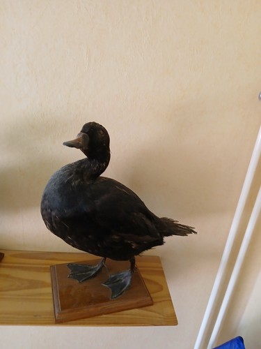 Canard empaillé sur - canard,