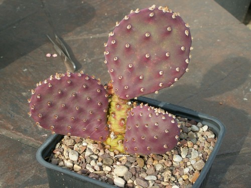 Opuntia chocolate princess x - 'chocolate, princess'