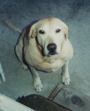 Cute Adorable Pet Dog Labrador Retriever Sitting Porch Beloved Friend