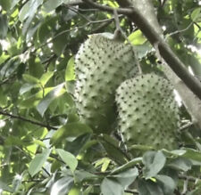 5”-9” Annona Muricata Graviola Soursop Guanabana Potted Starter PLANT Tropical
