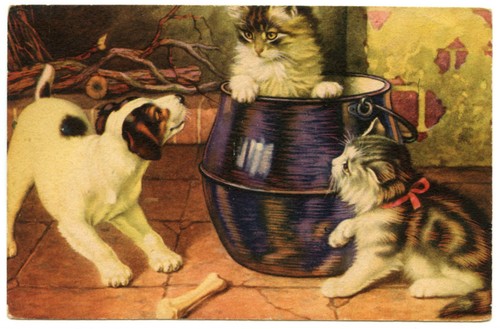Chats chien cats dog - chien.,