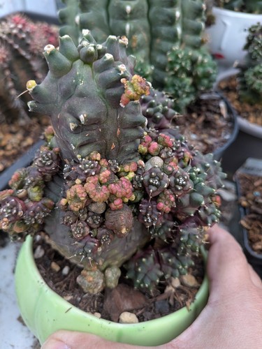 Gymnocalycium transformer kiko - transformer,